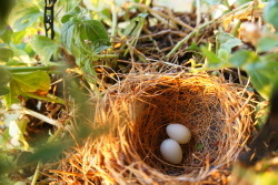Birds nest with two eggs