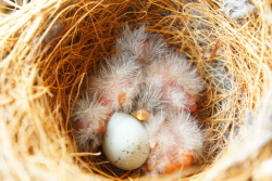 Birds nest with four newly hatched chicks